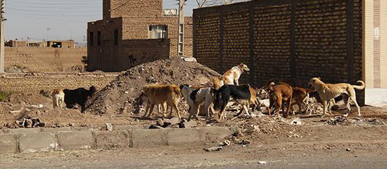 سگ‌های ولگرد عقیم‌سازی نشدند  تایید رهاسازی سگ‌های ولگرد از سایر نقاط در یزد  انتقاد از بی‌توجهی محیط زیست