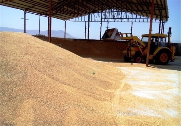 ذخیره سازی گندم مورد نیاز مردم استان ایلام برای هفت ماه آینده
