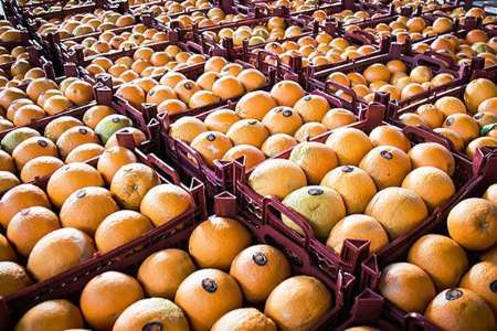 بیش از 650 تن سیب و پرتقال برای تنظیم بازار شب عید سمنان ذخیره شد