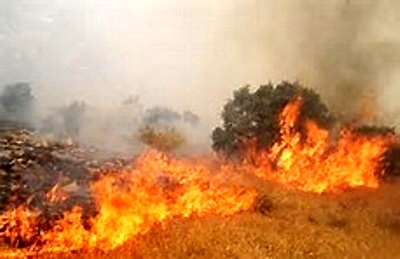 ادامه آتش‌سوزی گسترده در جنگل‌های ایوان