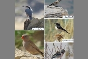 5 گونه پرنده جدید در اراک شناسایی شد