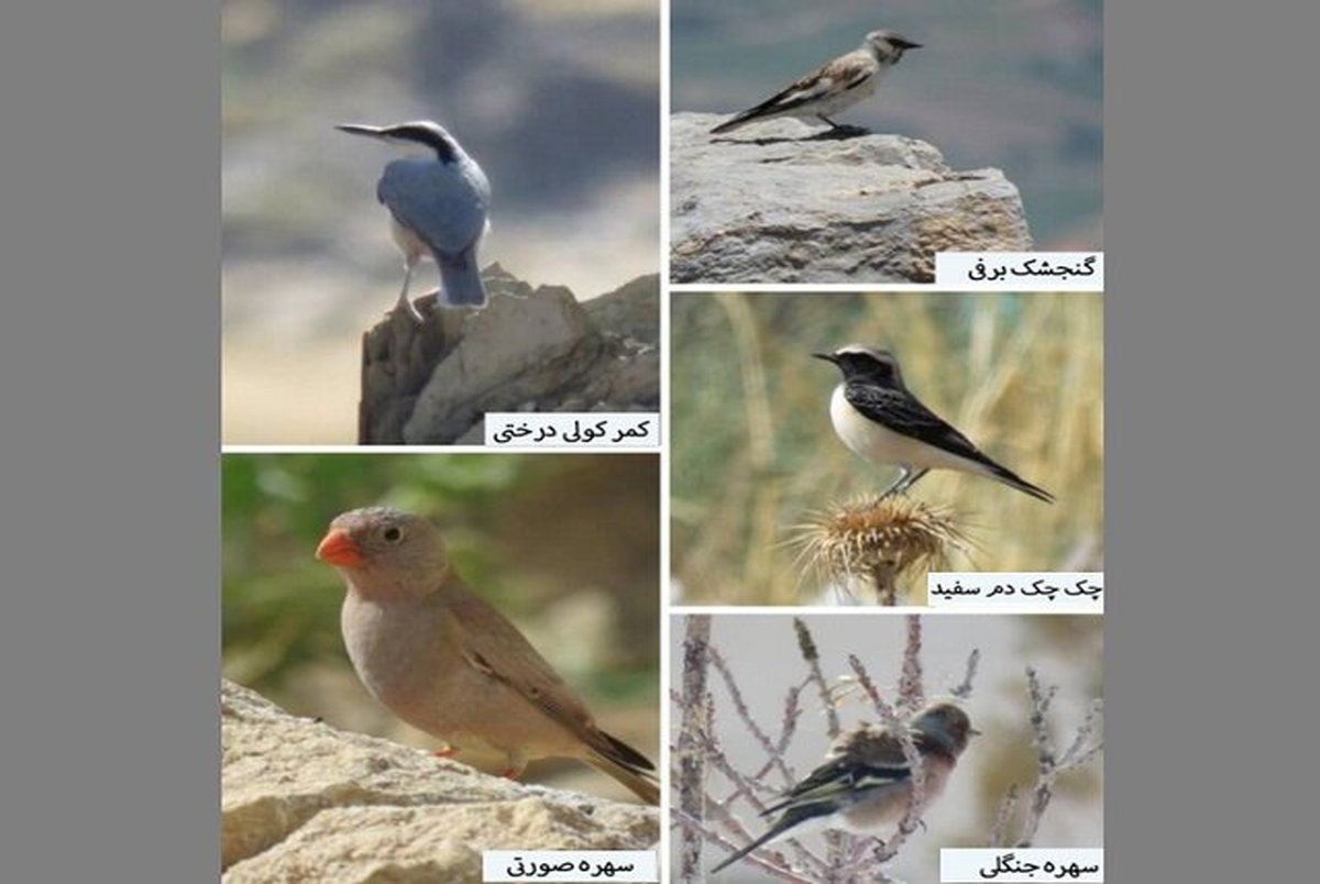 5 گونه پرنده جدید در اراک شناسایی شد