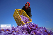 نارضایتی کشاورزان از کاهش قیمت در قطب تولید زعفران خراسان شمالی