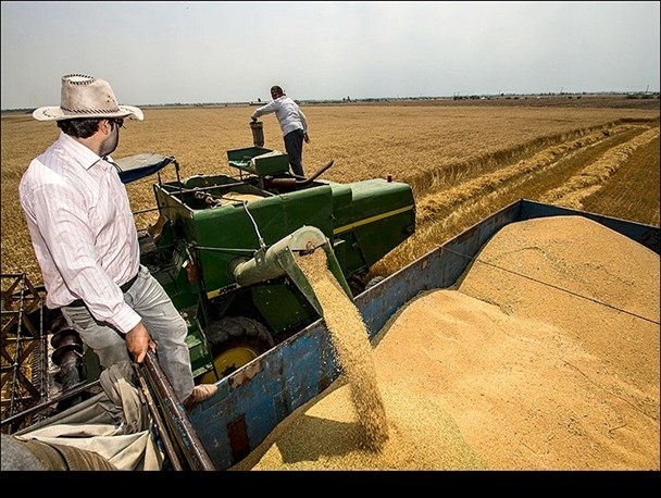 خرید تضمینی گندم در خمین 70  درصد افزایش یافت