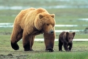 ثبت تصاویر ۲ قلاده خرس قهوه‎ای در ارتفاعات ملکشاهی