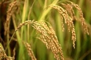 ظهور نخستین خوشه‌های برنج در آمل