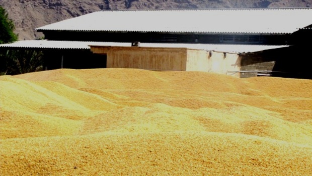 6500 تن گندم از گندمکاران هرمزگان خریداری شد