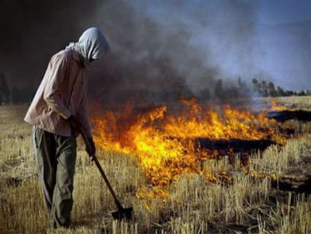 سوزاندن کاه و کلش کشتزارها 90 درصد مواد مغذی خاک را نابود می کند