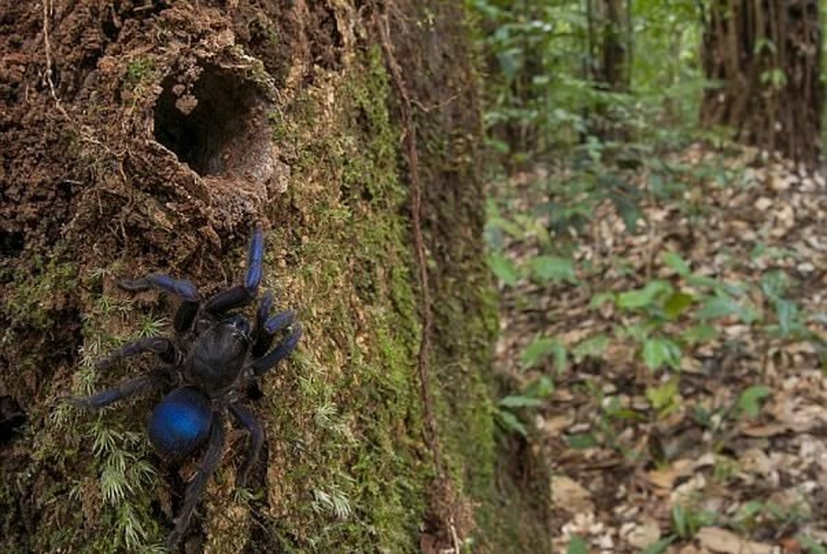 ۳۰ گونه حیوان جدید در جنگل های گویان کشف شد