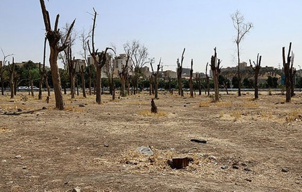 صدها اصله درخت اوکالیپتوس در قرچک خشک شد
