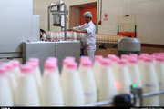 40 درصد واحدهای تولید شیر کهگیلویه و بویراحمد غیرفعال اند