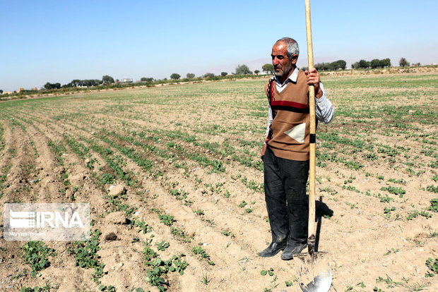 تسهیلات بیش از ۷هزار کشاورز در رفسنجان امهال شد
