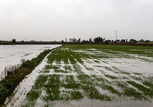 سیلابی شدن دو هزار و ۵۰۰ هکتار از مزارع کشاورزی