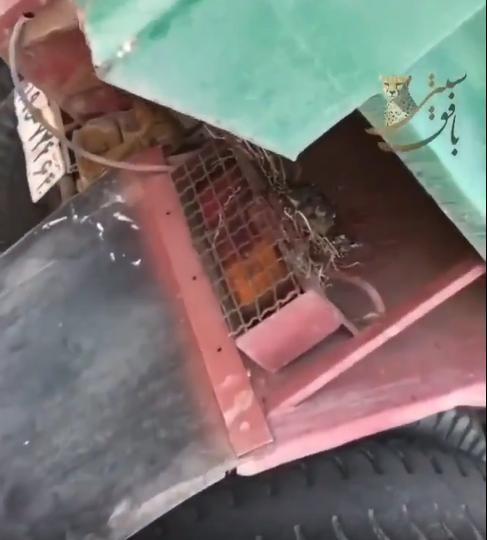 عکس/ اقدام جالب شهرداری بافق: متوقف شدن فعالیت یک کامیون به علت لانه سازی یک کبوتر