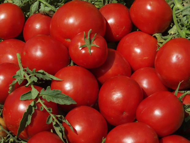 برداشت گوجه فرنگی در 6 هزار هکتار از اراضی کشاورزی تاکستان آغاز شد