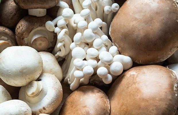 موردی از مسمومیت قارچی در زاهدان گزارش نشده است