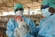 آنفلوانزای مرغی در استان زنجان مشاهده شد