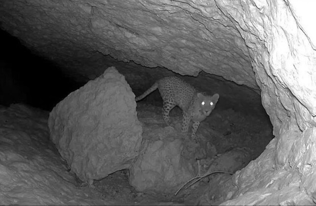 محیط‌زیست: مشاهده یک قلاده پلنگ در اشکنان لامرد + عکس