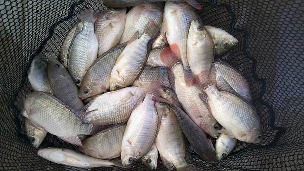 پرورش ماهی تیلاپیا در تمام مناطق یزد آزاد است