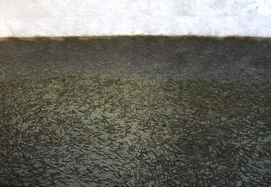 تولید 8 میلیون و 100 هزار قطعه بچه ماهی در زنجان