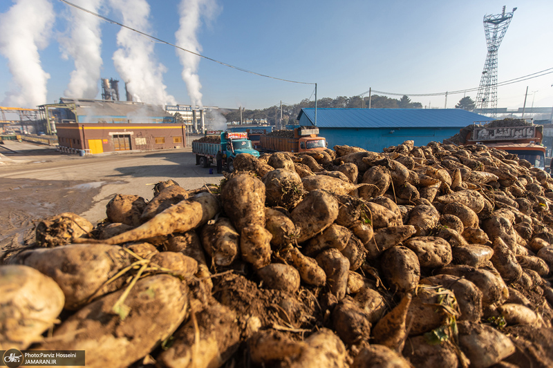 شوق شیرین تولید شکر / کارگران تولید قند و شکر