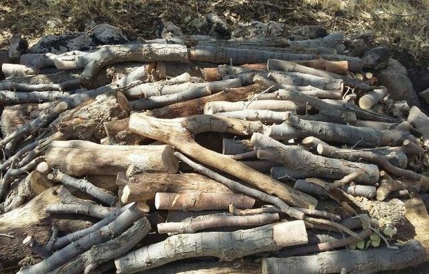 کشف 2 تن چوب درخت بلوط در خرم آباد