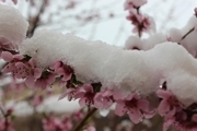 برف و سرما باغ‌های میوه خلخال را تهدید می‌کند