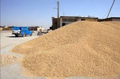 خرید تضمینی 30 هزار تن گندم از کشاورزان جنوب کرمان