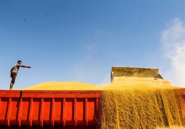 سالانه ۱۵۰۰ تن بذر گندم گواهی شده در استان البرز تولید می‌شود