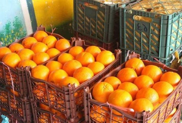 1027 تن سیب و پرتقال در قم توزیع شد