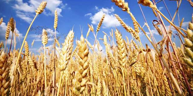 امسال 86 هزار تن گندم در سمنان خریداری شد