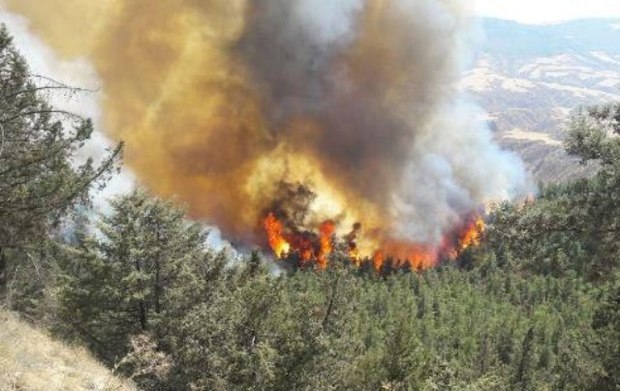 خسارت امسال آتش در482هکتار جنگل و مرتع گلستان