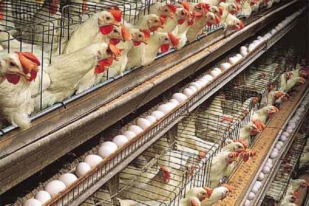 مرغداران قمی پیشتازان تولید و صادرات تخم‌مرغ