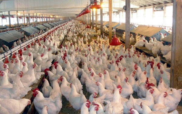 تحقق خرید 180 هزارتنی گندم از کشاورزان استان با گرانفروشان مرغ در بازار برخورد قانونی می شود
