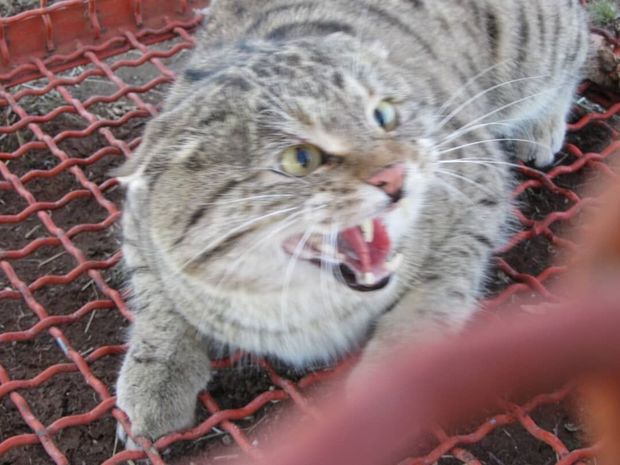 تحویل یک قلاده گربه وحشی به محیط زیست در هریس