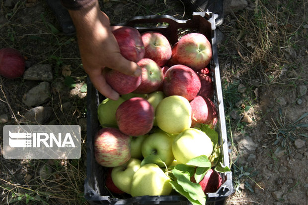 برداشت سیب تابستانه در آذربایجان‌غربی آغاز شد
