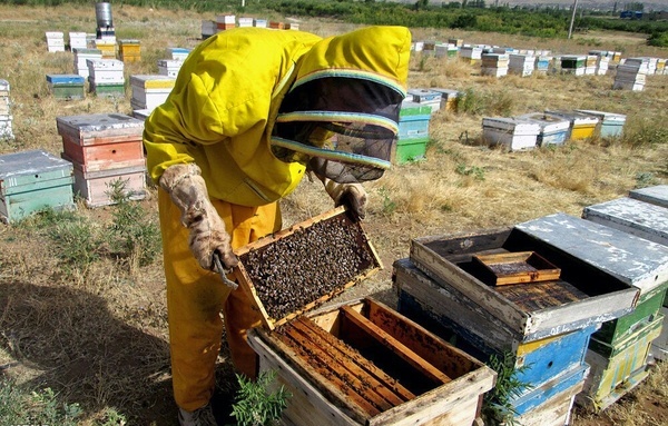 تولید ۱۱۸۵ تن عسل از ۱۸۵ هزار کلونی در سال گذشته