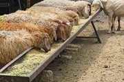 ۳۴ گوسفند با قدیمی ترین اسپرم جهان بارور شدند