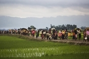 دولت میانمار برای بازگشت آوارگان روهینجایی پیشنهادی ارائه کرد