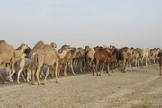مهار 70 نفر شتر قاچاق در مرز سراوان
