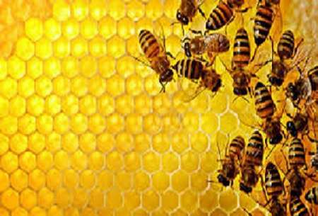 تلفات زنبورها در برخی کندوهای خراسان رضوی