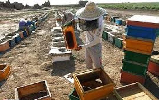 350 تن عسل در سرعین تولید شد