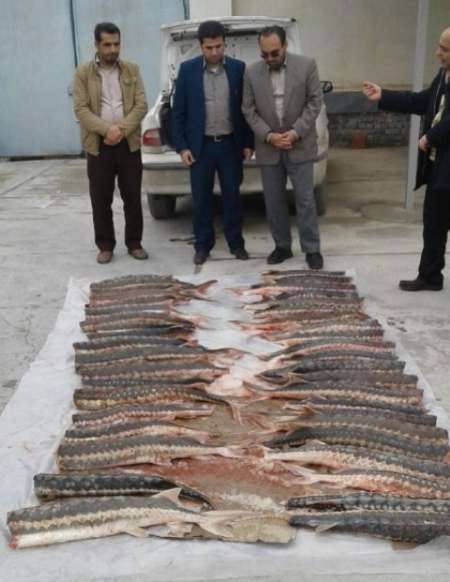 کشف محموله قاچاق ماهی خاویار در استان گلستان