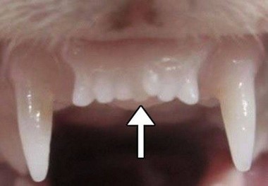 داروی ژاپنی ها برای دندان‌های جدید! + عکس