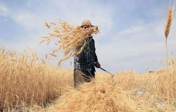 افزون بر30 هزار تن گندم در سیستان و بلوچستان برداشت شد