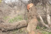 قطع ۹۰ درخت در منطقه حفاظت‌شده دز
