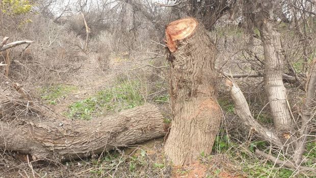قطع ۹۰ درخت در منطقه حفاظت‌شده دز