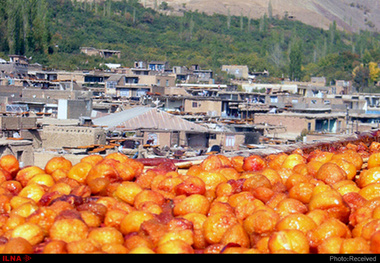 پیش‌بینی برداشت ۴۶ هزارتن آلو درخرو، قطب تولید آلوی کشور