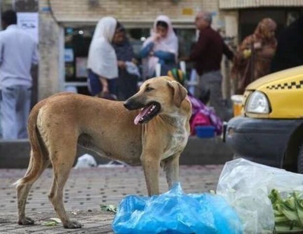 شهرداری یزد برای سگ‌های بدون صاحب مکان ویژه ایجاد می‌کند