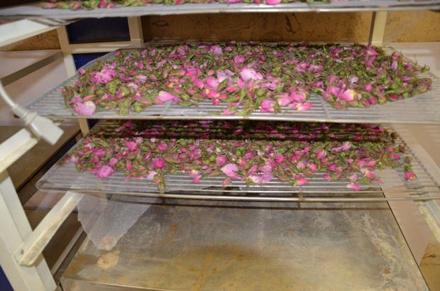 کشت گل محمدی در نیشابور توسعه یافت